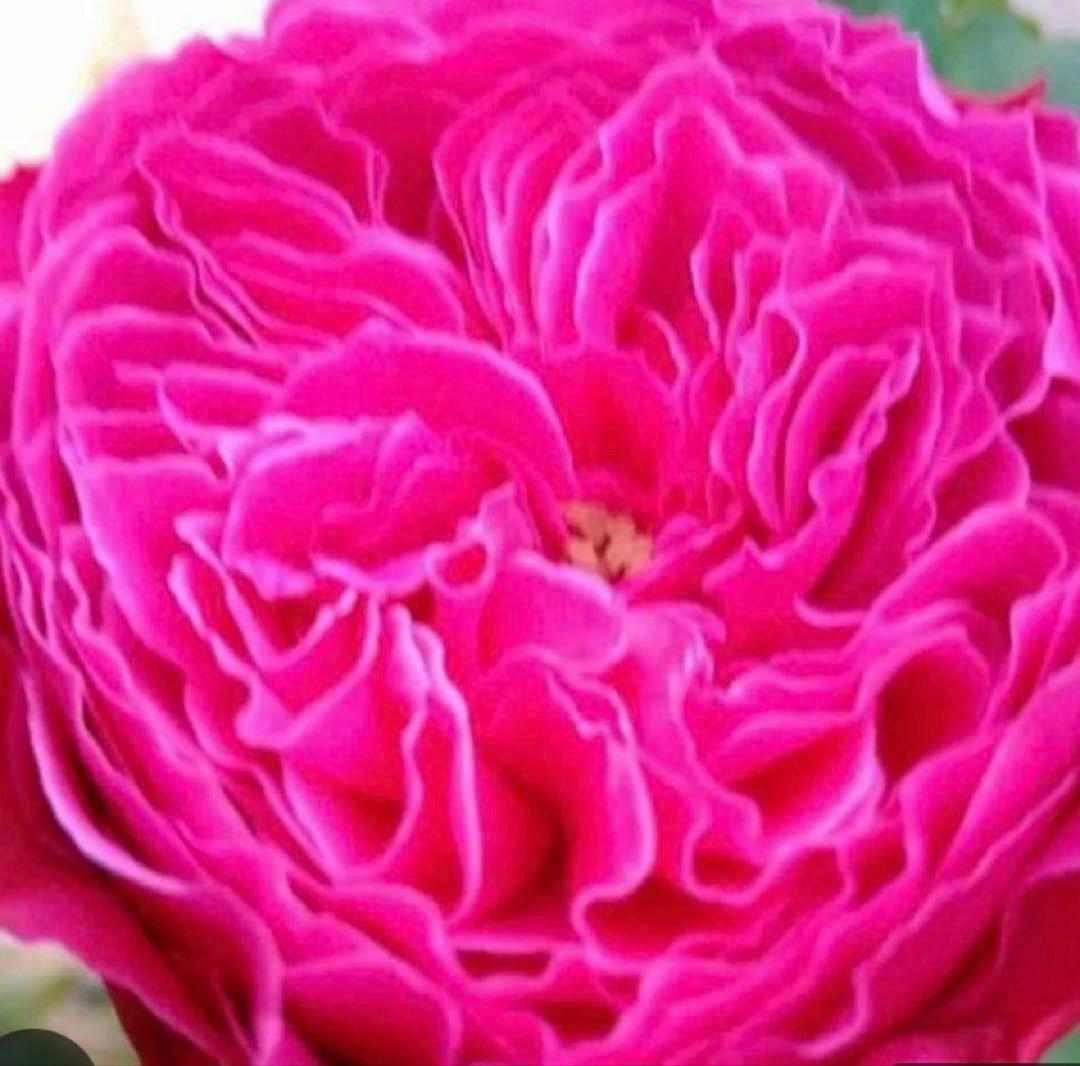 バラ苗　購入前にコメント￼