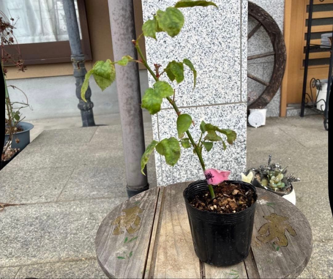 バラ苗　購入前にコメント￼