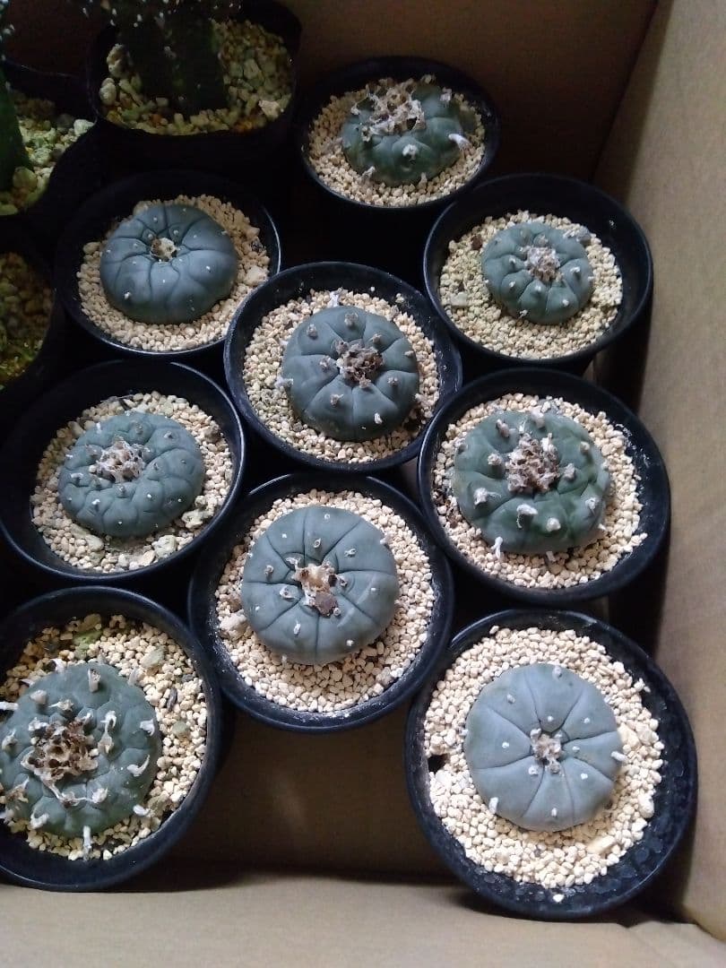サボテン　烏羽玉　ロフォフォラ　3号鉢つき　9鉢セット❗　①