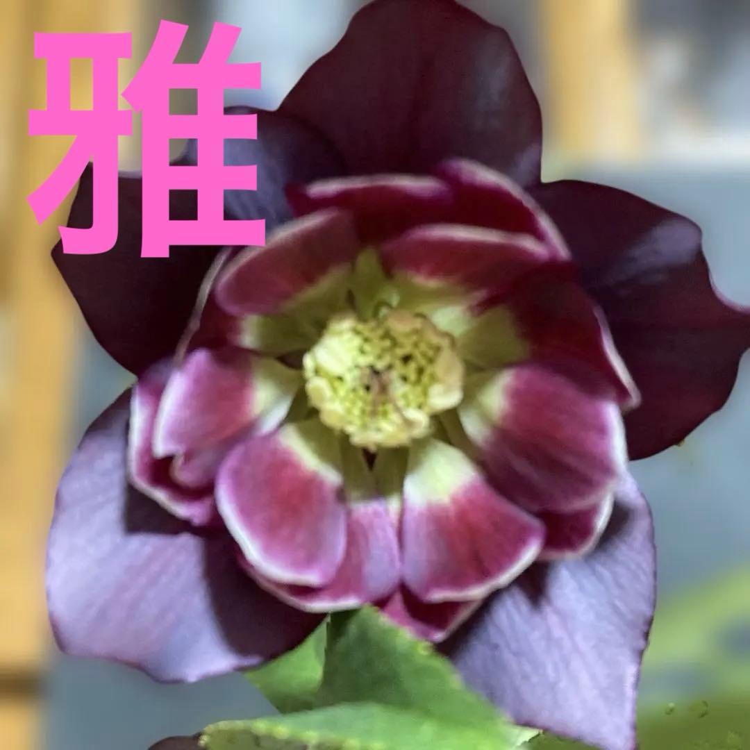 クリスマスローズ雅 八重咲き 紫