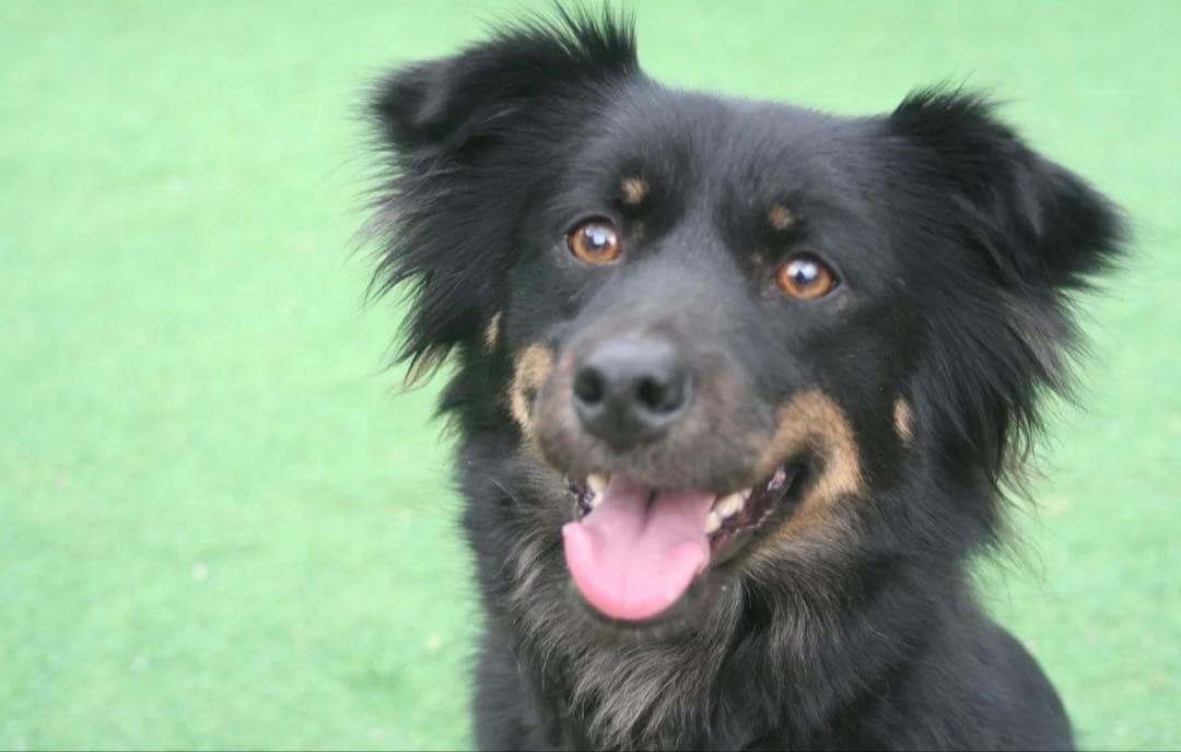 Canon EOS Digital N デジタル一眼レフ