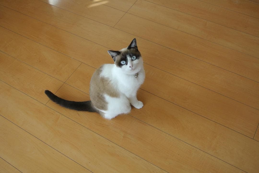 ショット数367枚　NIKON 1 J1 ダブルズームセット 　美品です