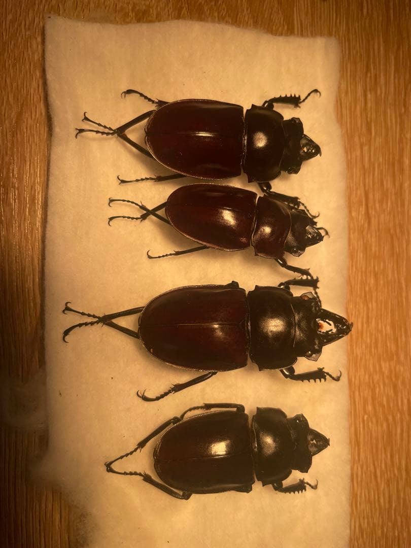 ヤエヤママルバネクワガタ石垣規制前　6日まで値下げ