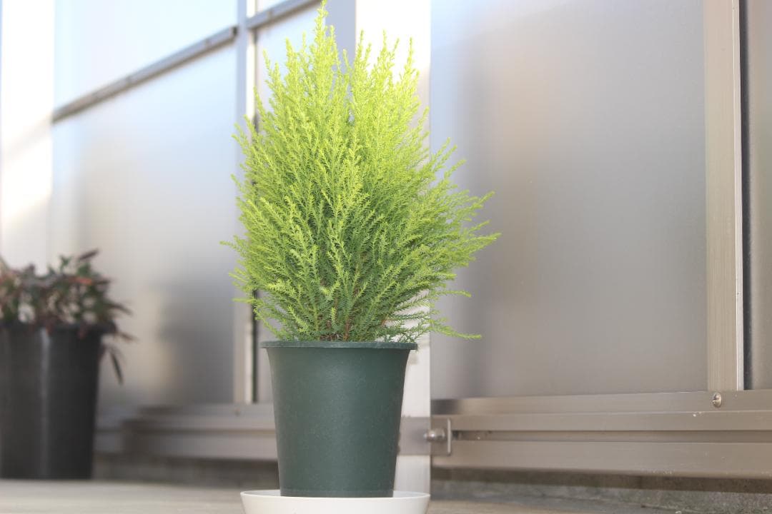 ❤️訳あり❤️Canon EF-S 55-250mm f/4-5.6 IS II