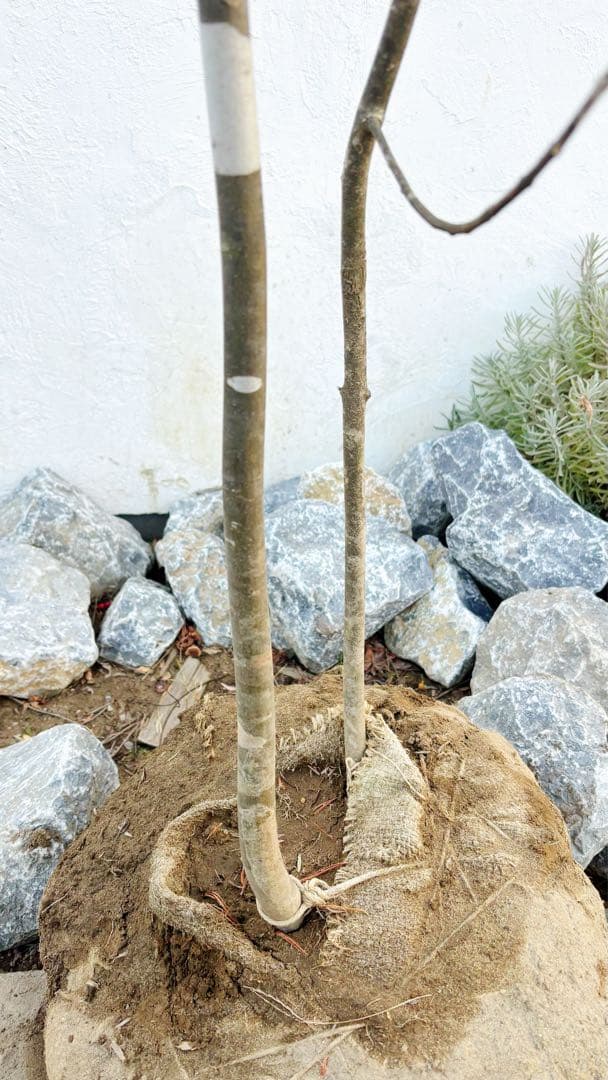 美斑紋。美形 山採りアオダモ3.4M(鉢底から)品番A