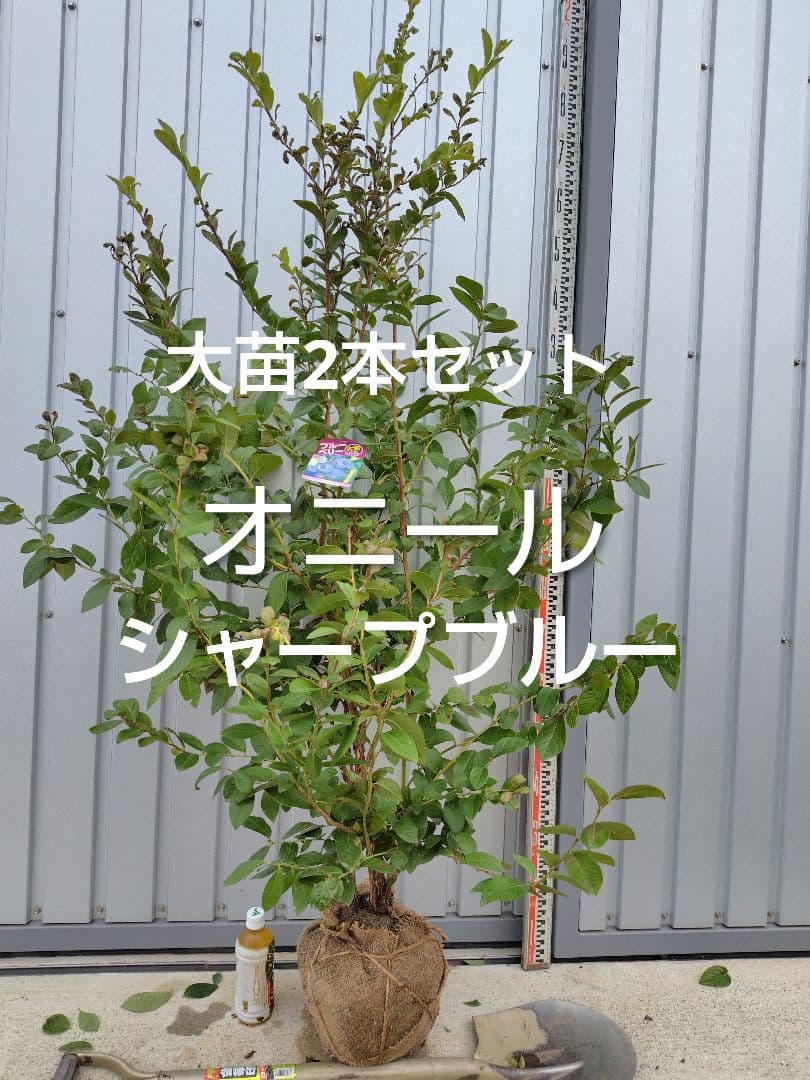 ブルーベリー苗オニール＆シャープブルー大苗2本セット