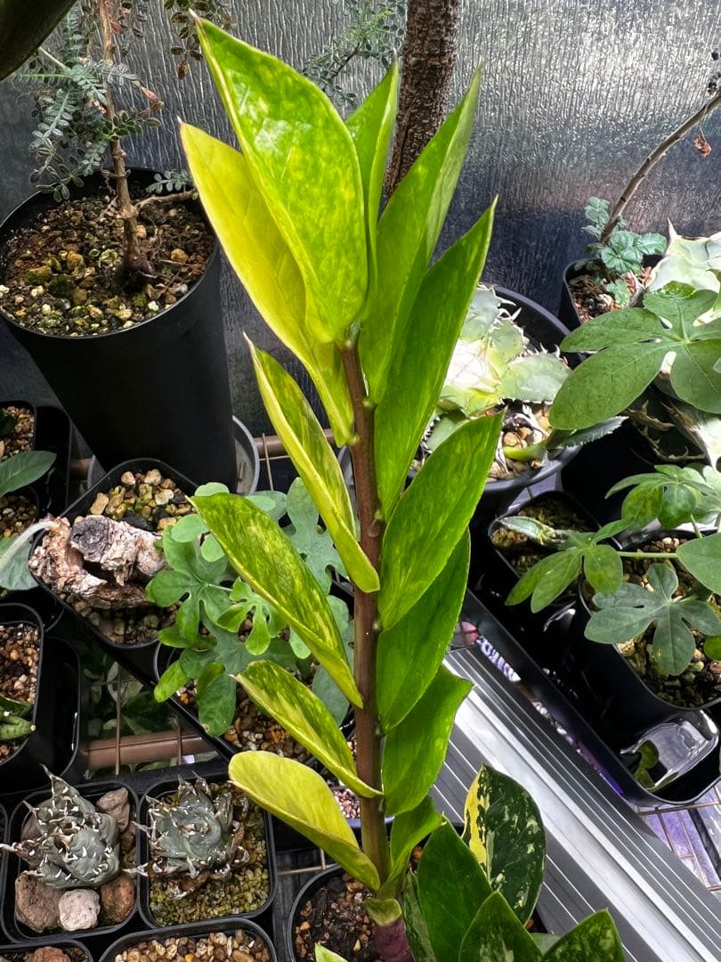 【斑入り】ザミオクルカス・ザミフォーリア