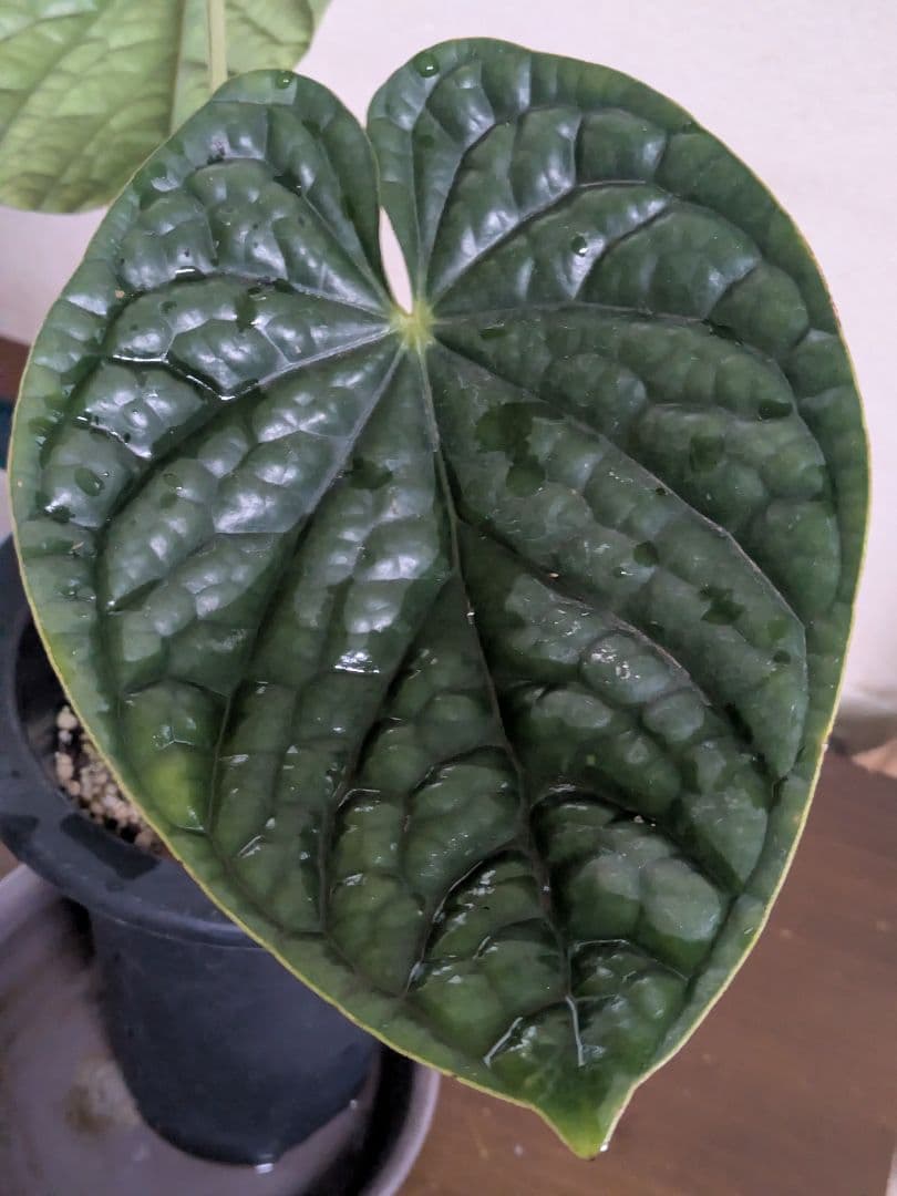 アンスリウム　ルクスリアンス　Anthurium luxurians
