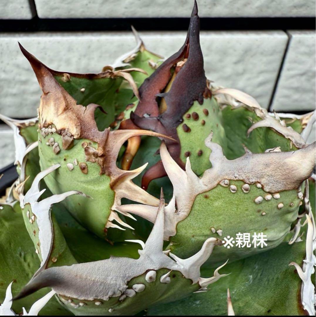 アガベチタノタ　麻花龍①【限定値下げ】