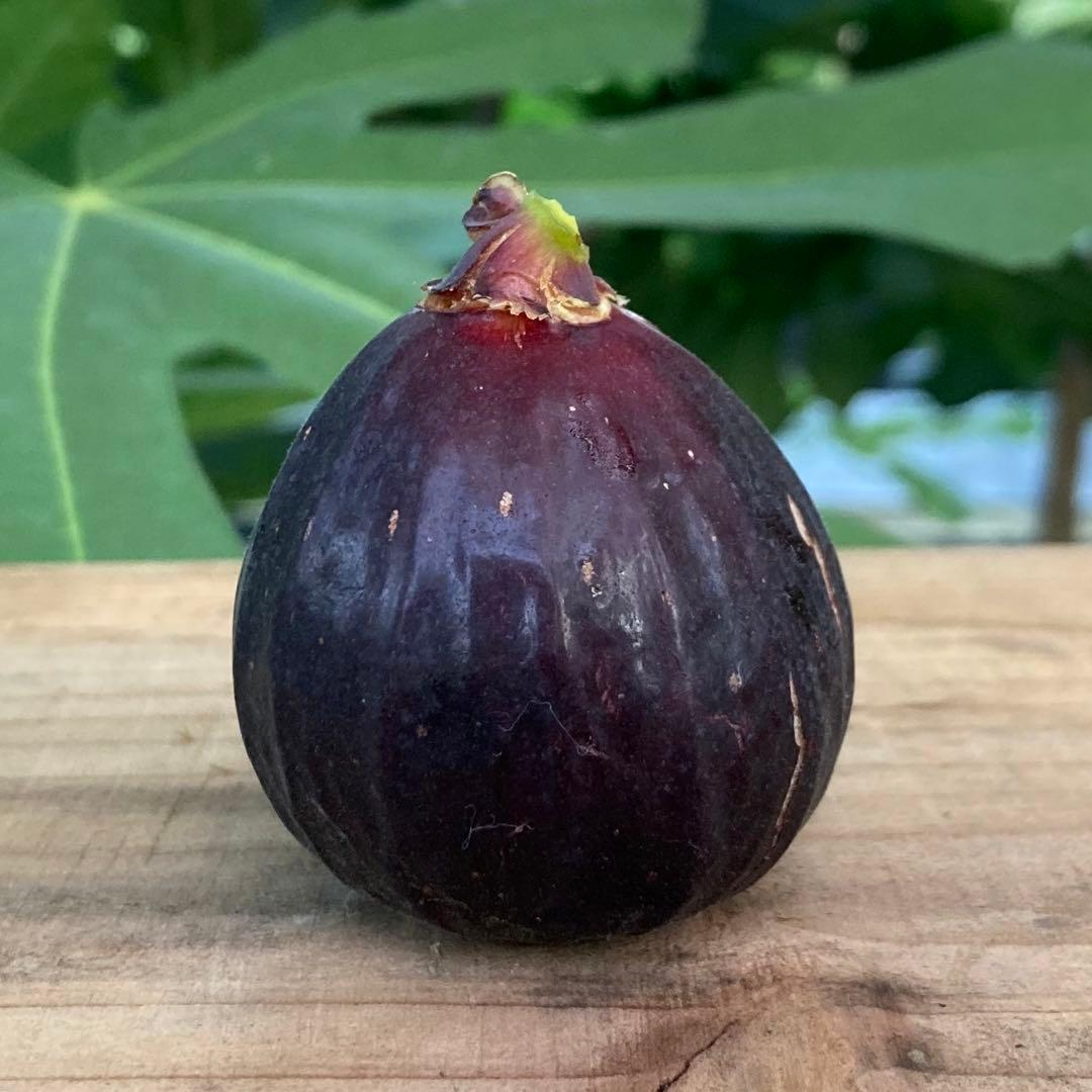 挿木苗 穂木 イチジク