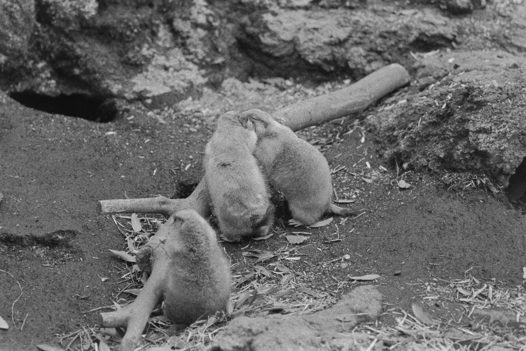 Nikon FA ボディのみ