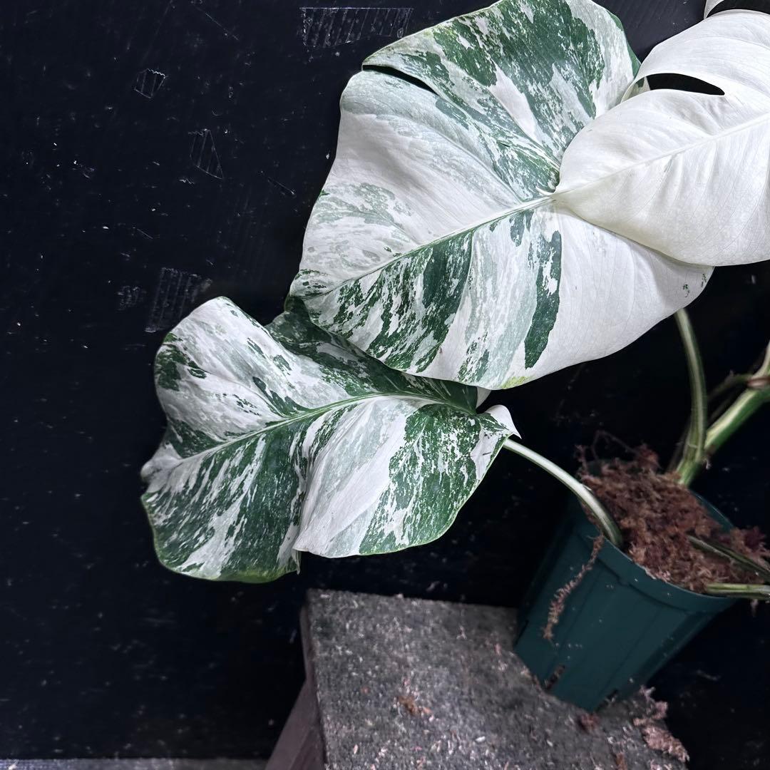 H*o様 斑入りモンステラ ホワイトタイガー極美大株66cm白斑多