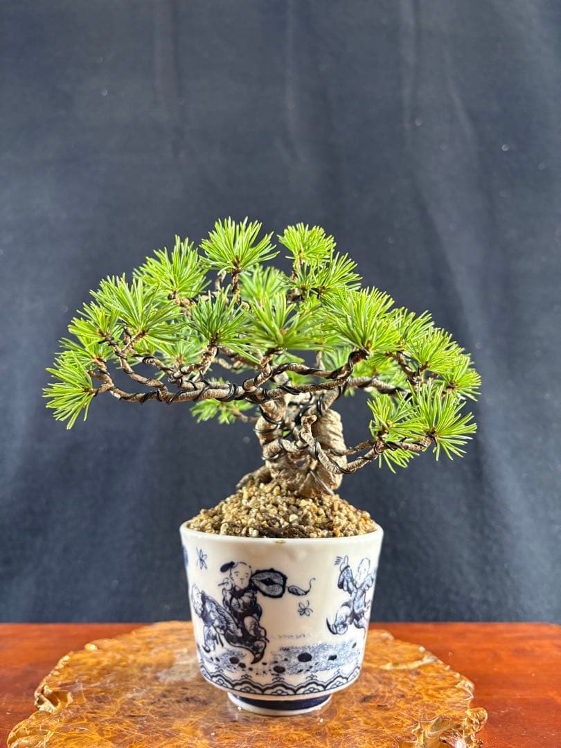 小品盆栽、赤石五葉松、根上がり、懸崖作り 目立った傷や汚れなし