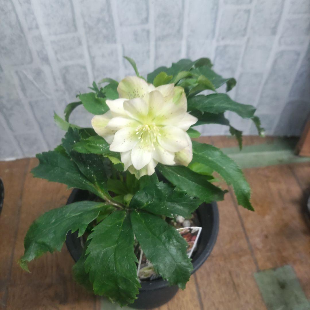 １０日入荷分⭐️クリスマスローズダブル咲き⭐️８鉢セット