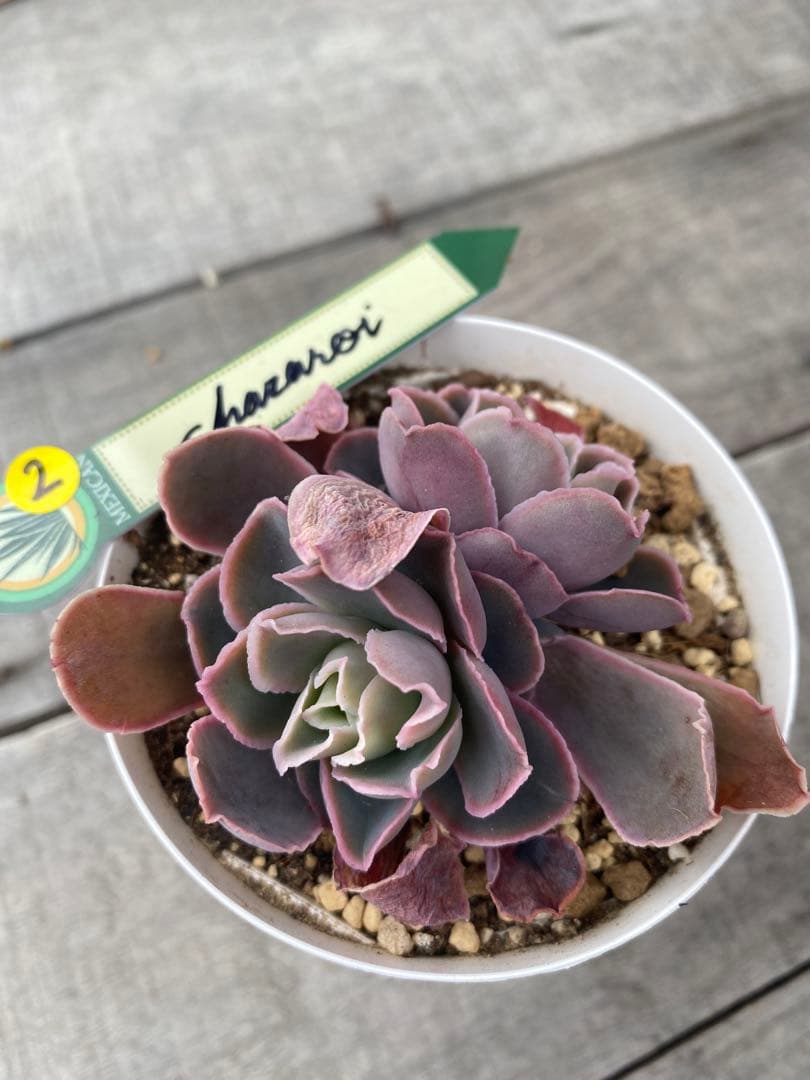 2 双頭　原種　チャザロイ　Chazaroi エケベリア 紫色