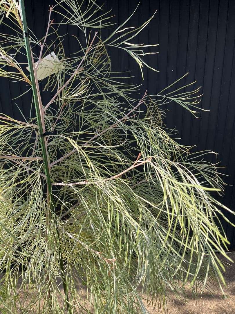 グレビレア ハニーワンダー 大株 オージープランツ