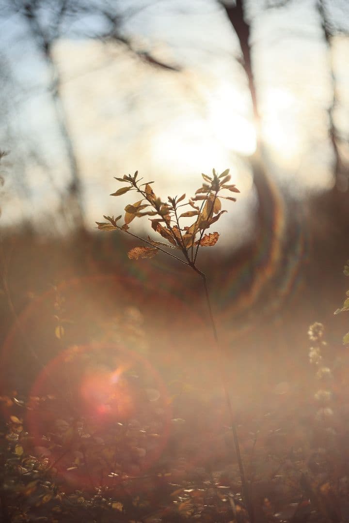 MC HELIOS-44M-6 58mm F2 《Valdai製》【美品】