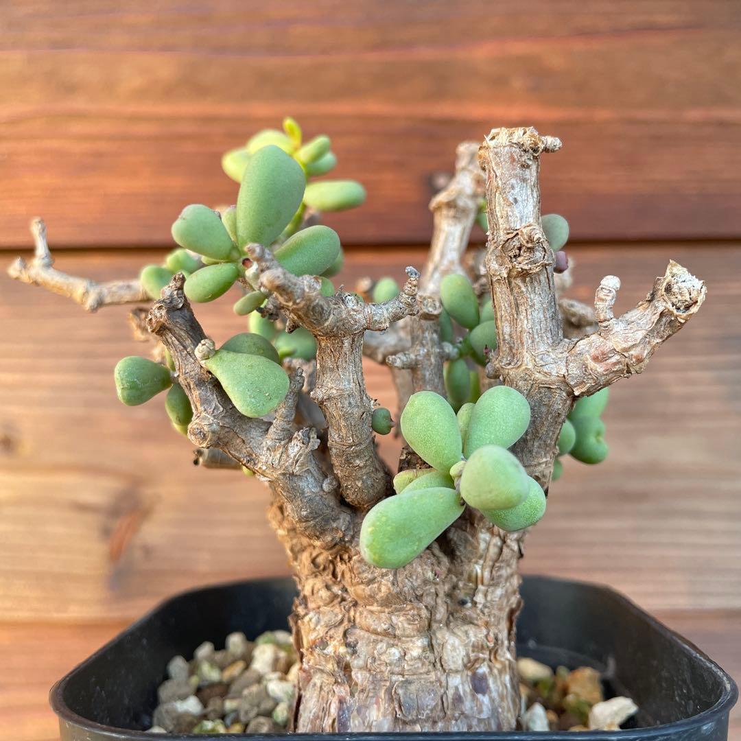 ケラリアピグマエア　#40