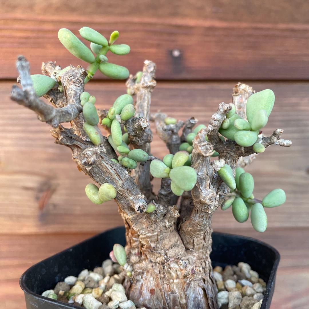 ケラリアピグマエア　#40