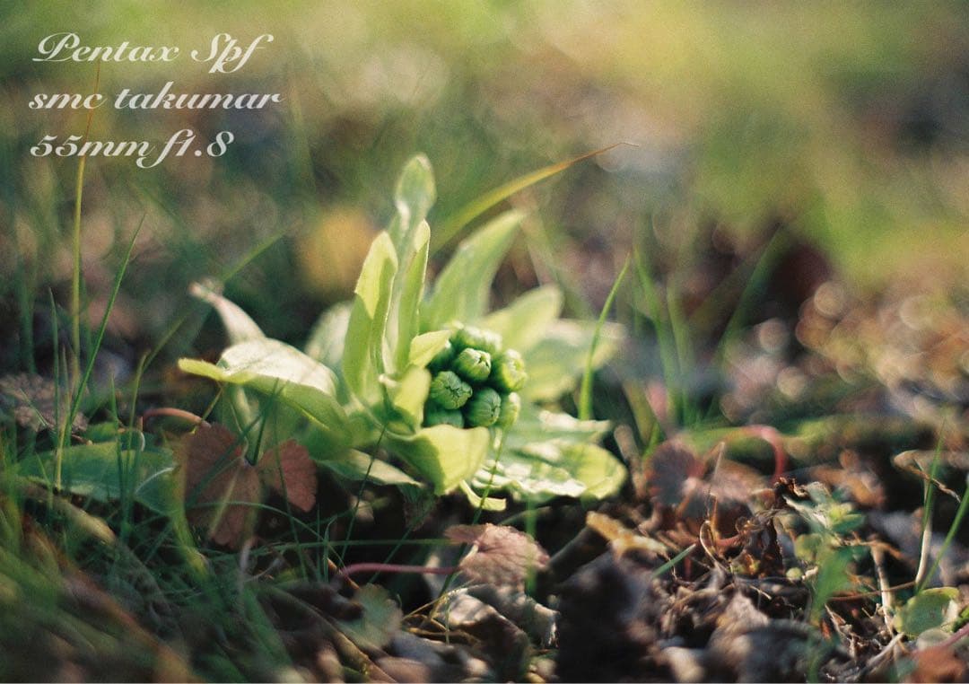 美品＊完動品＊初期保証 ★pentax spf★リザード本革ベージュ★作例必見！