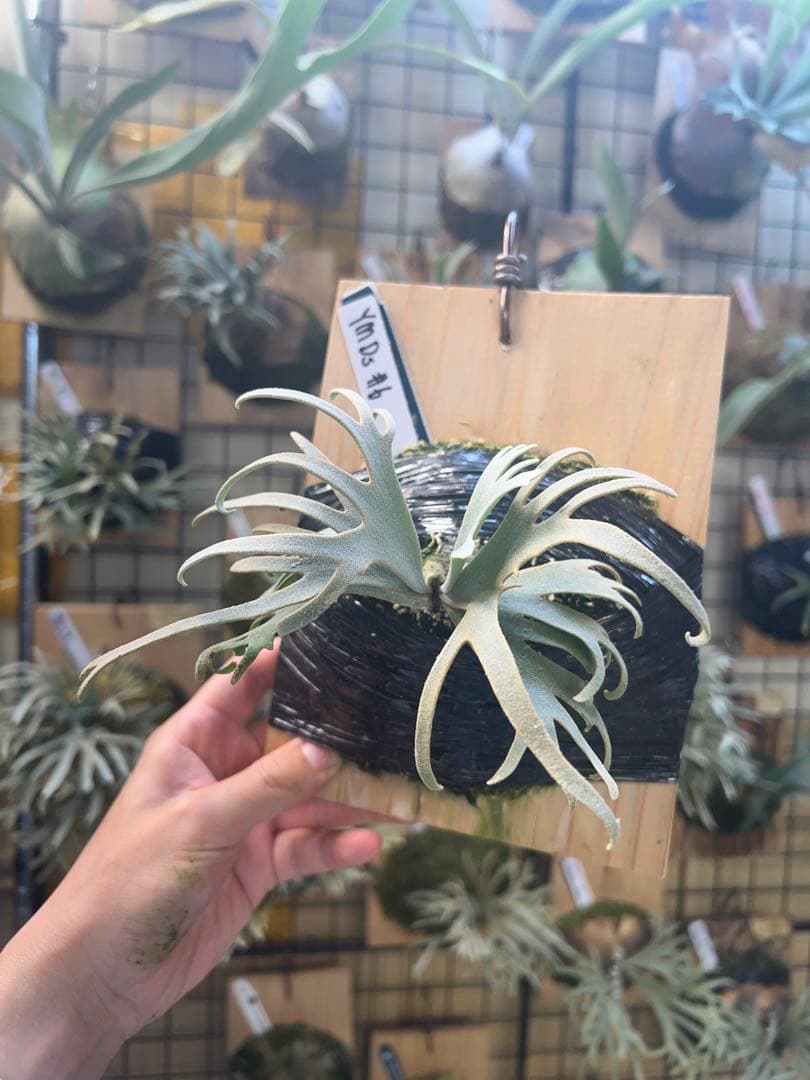 年末大特価P.willinckii Totoro spore YMDs ⑥