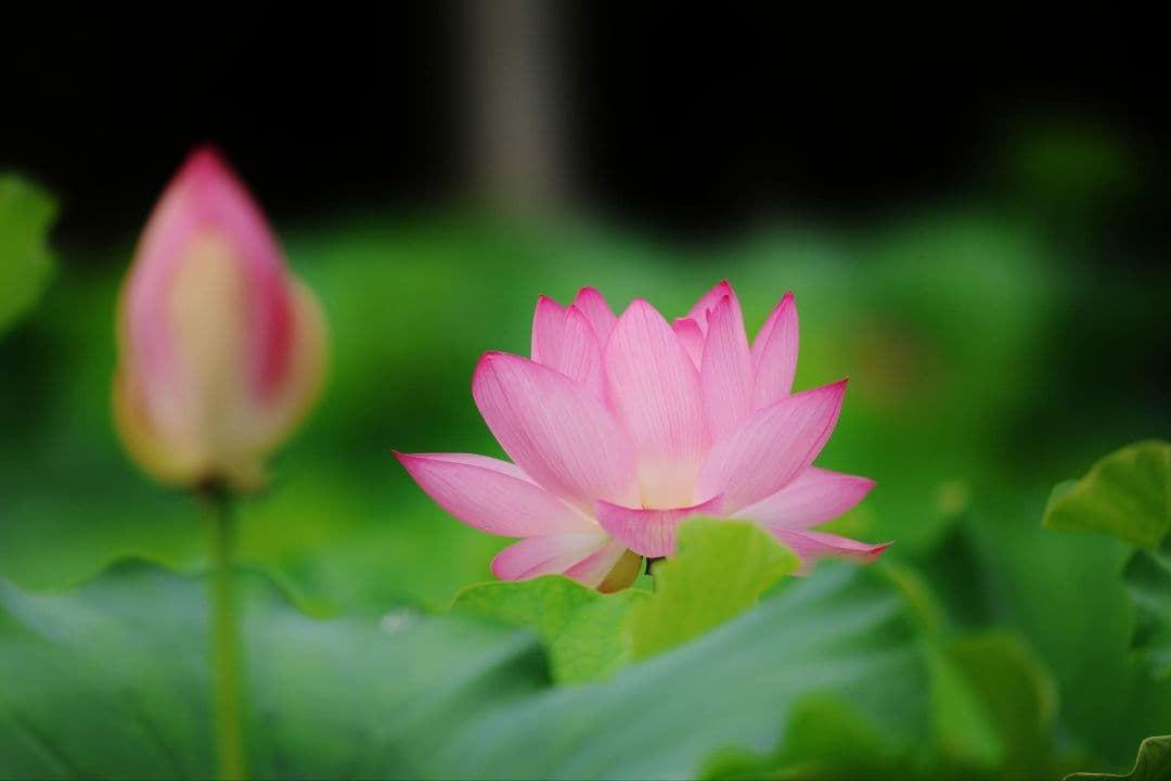 Canon 50mm f1.4 USM EFマウント