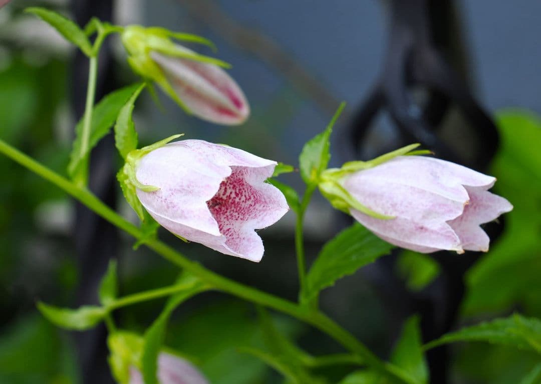 Canon 50mm f1.4 USM EFマウント