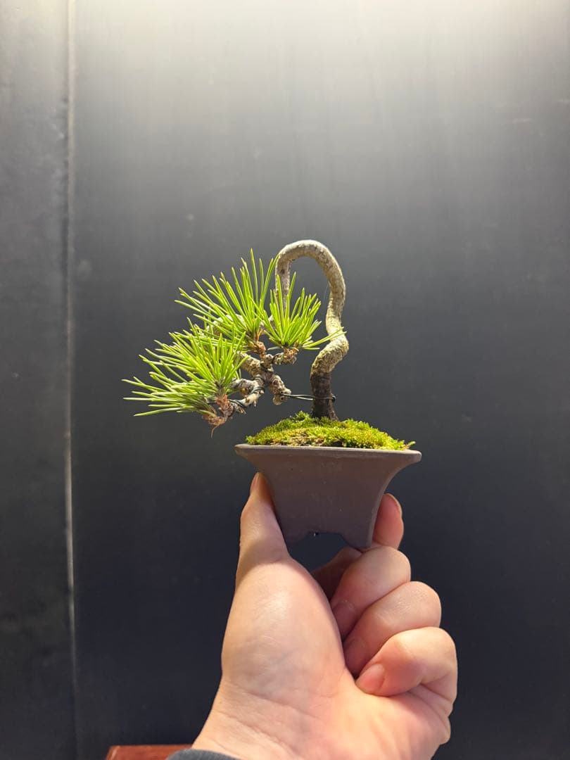 K*H様 特別オークションミニ盆栽３鉢セット　黒松真柏紅葉