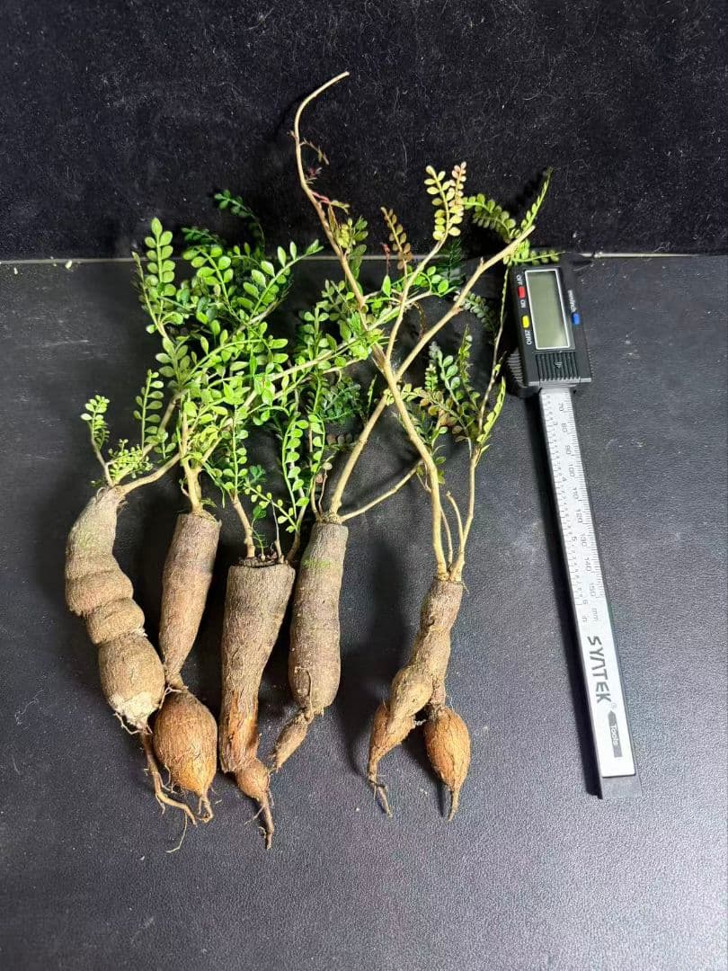 チ*ン様 オペルクリカリア パキプス／Operculicarya pachypu