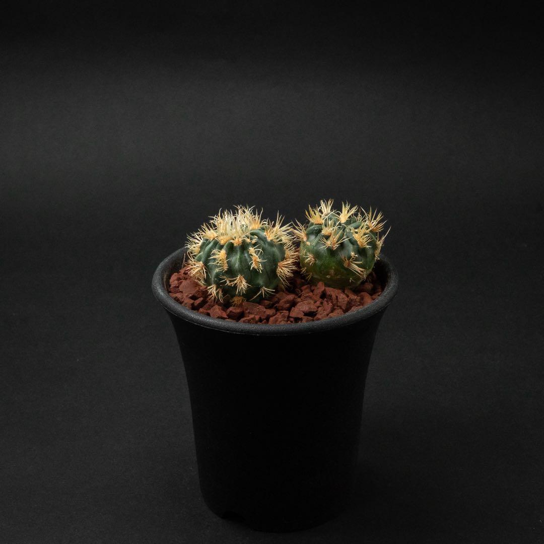 綾波 モンスト x2 （実生） #215