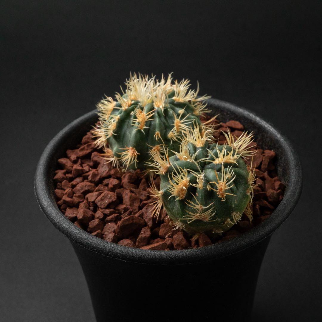 綾波 モンスト x2 （実生） #215