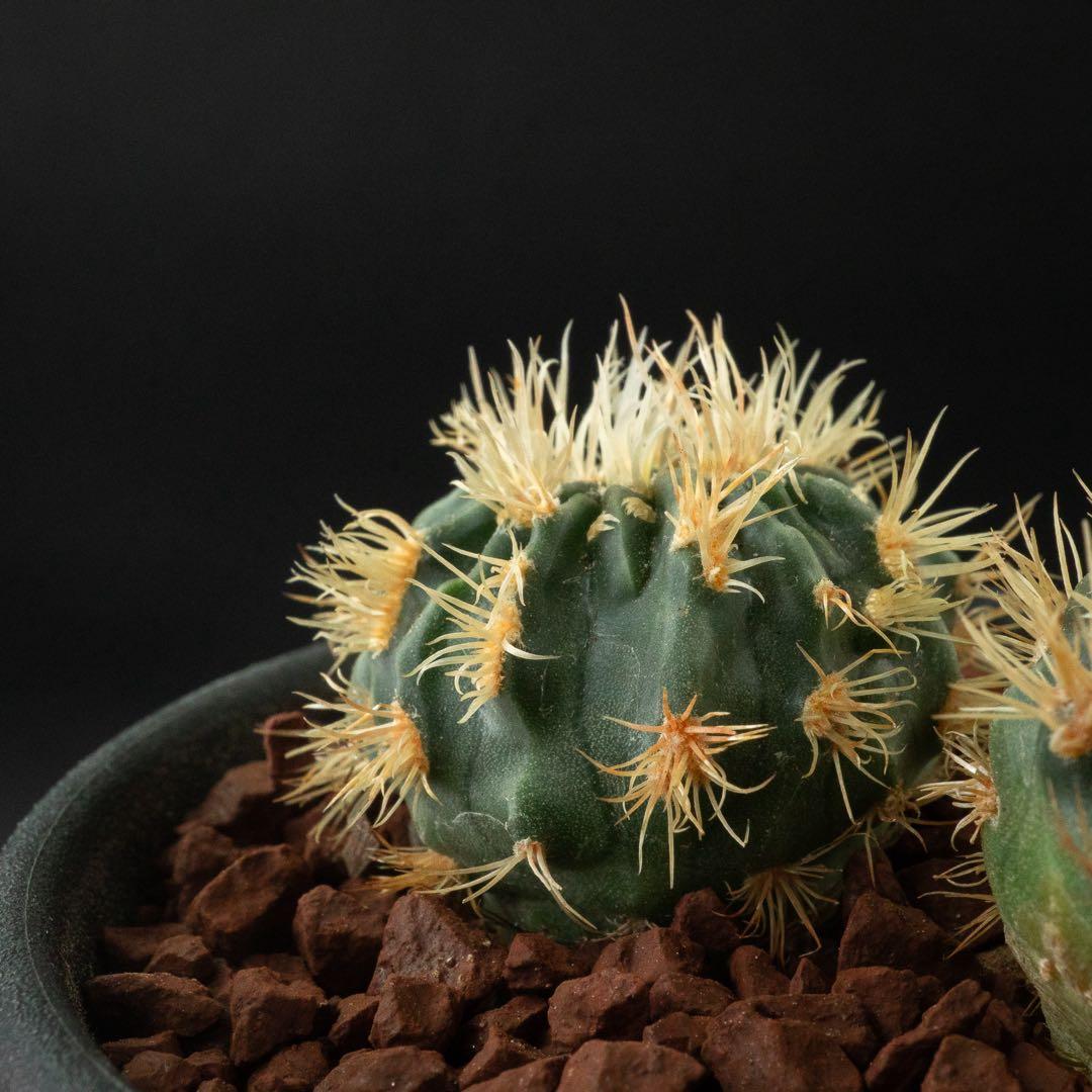 綾波 モンスト x2 （実生） #215