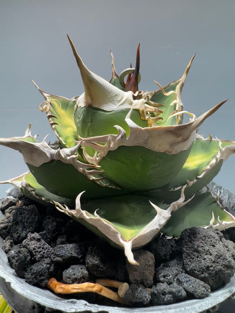 S*x様 アガベ・チタノタ・【特選】オテロイ　実生選抜株