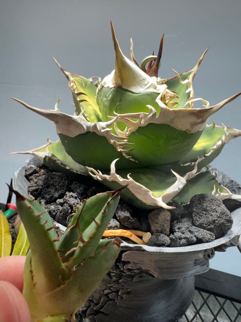 S*x様 アガベ・チタノタ・【特選】オテロイ　実生選抜株