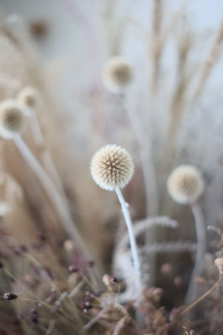 MINOLTA MC ROKKOR-PF 50mm F1.7 【光学美品】