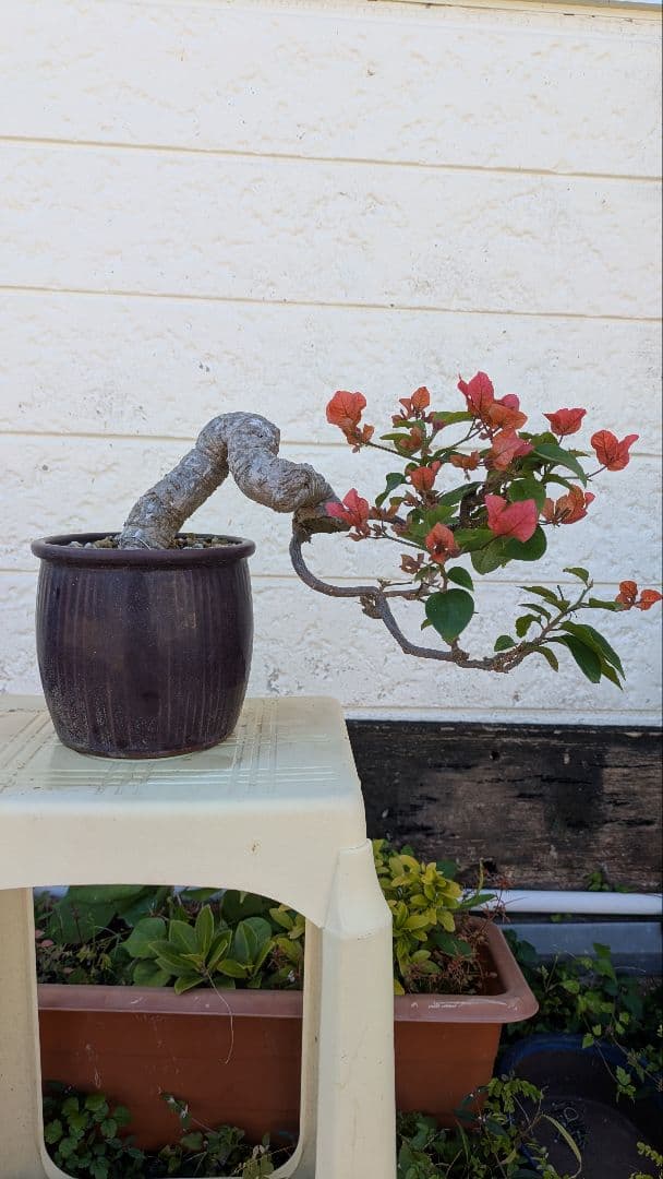 ブーゲンビリア 盆栽 半懸崖　赤花