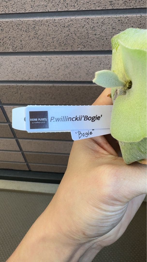 ビカクシダ P.willinckii \" Bogie \" OC