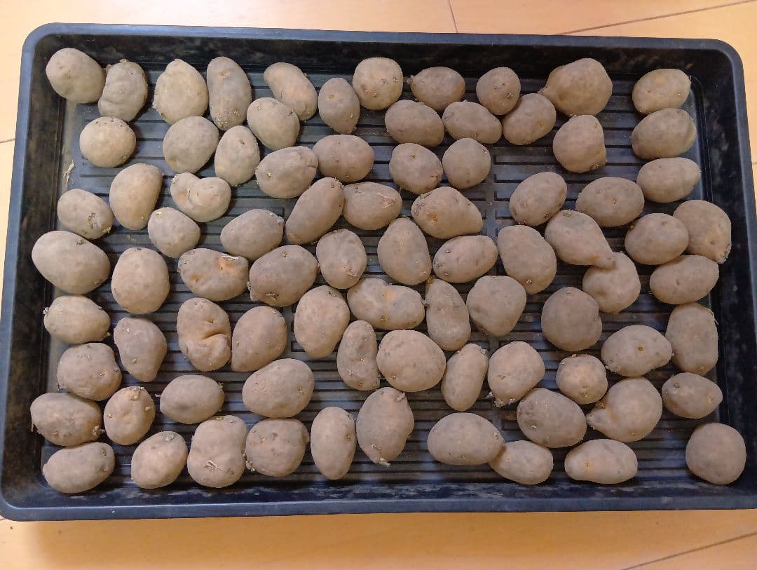 6kg m33 インカのめざめ 種芋