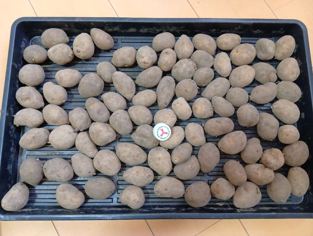 6kg m33 インカのめざめ 種芋