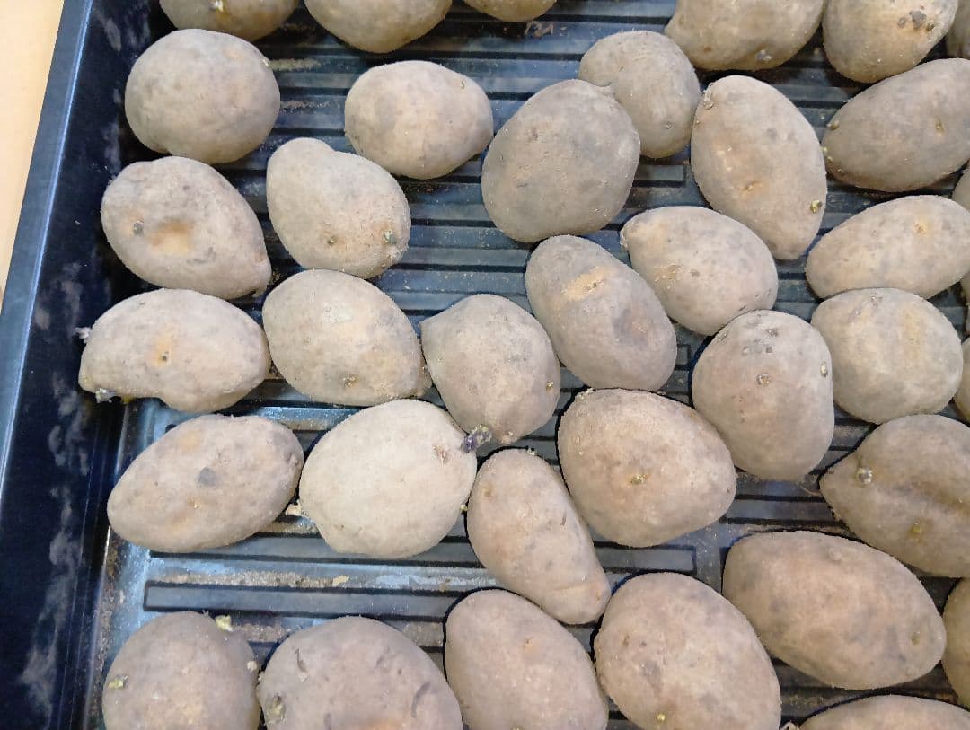 6kg m33 インカのめざめ 種芋