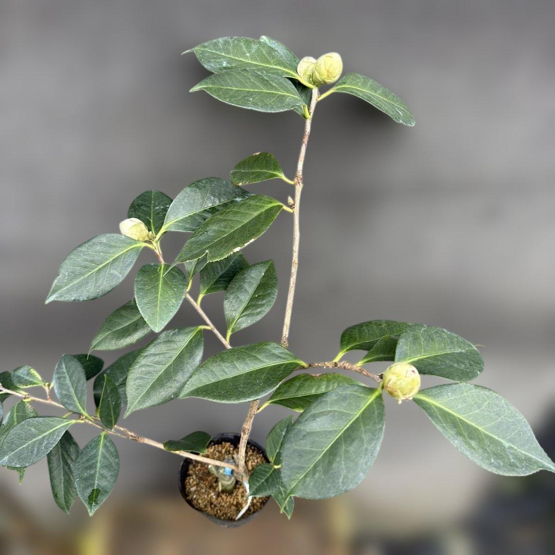 紅葉 Koyo (代理人)様ご確認苗 レイジェントリー4と此の糸2点セット苗