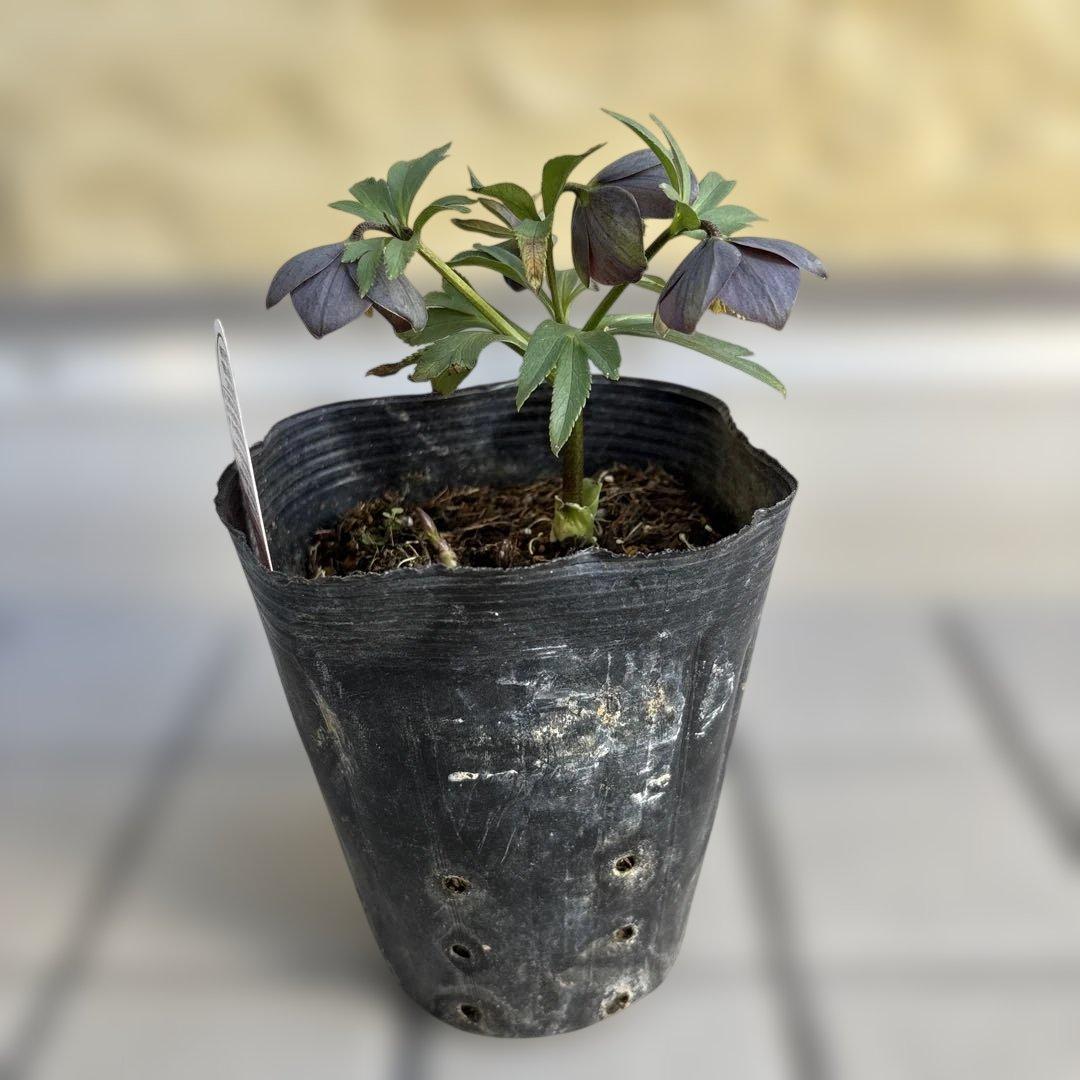 おこめ様ご依頼品　クリスマスローズ　開花株　横山園芸　2苗　現品　匿名発送