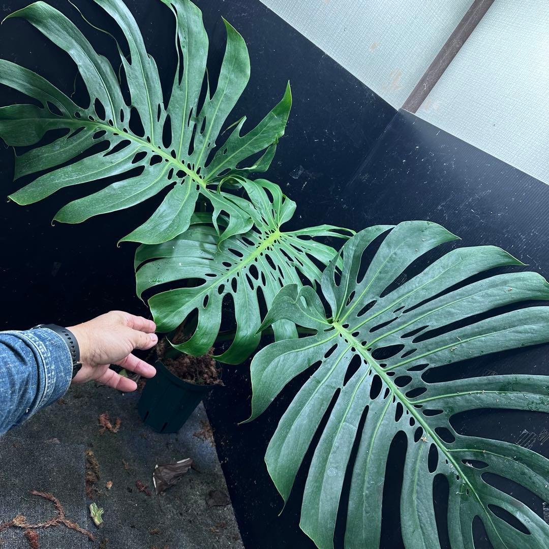 ハ*ル様 モンステラデリシオーサマクロコズム超希少系統鉢植え79㎝