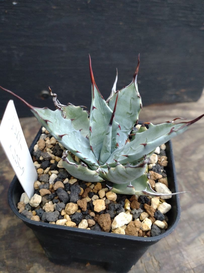 アガベ　ハイブリッド　4株セット