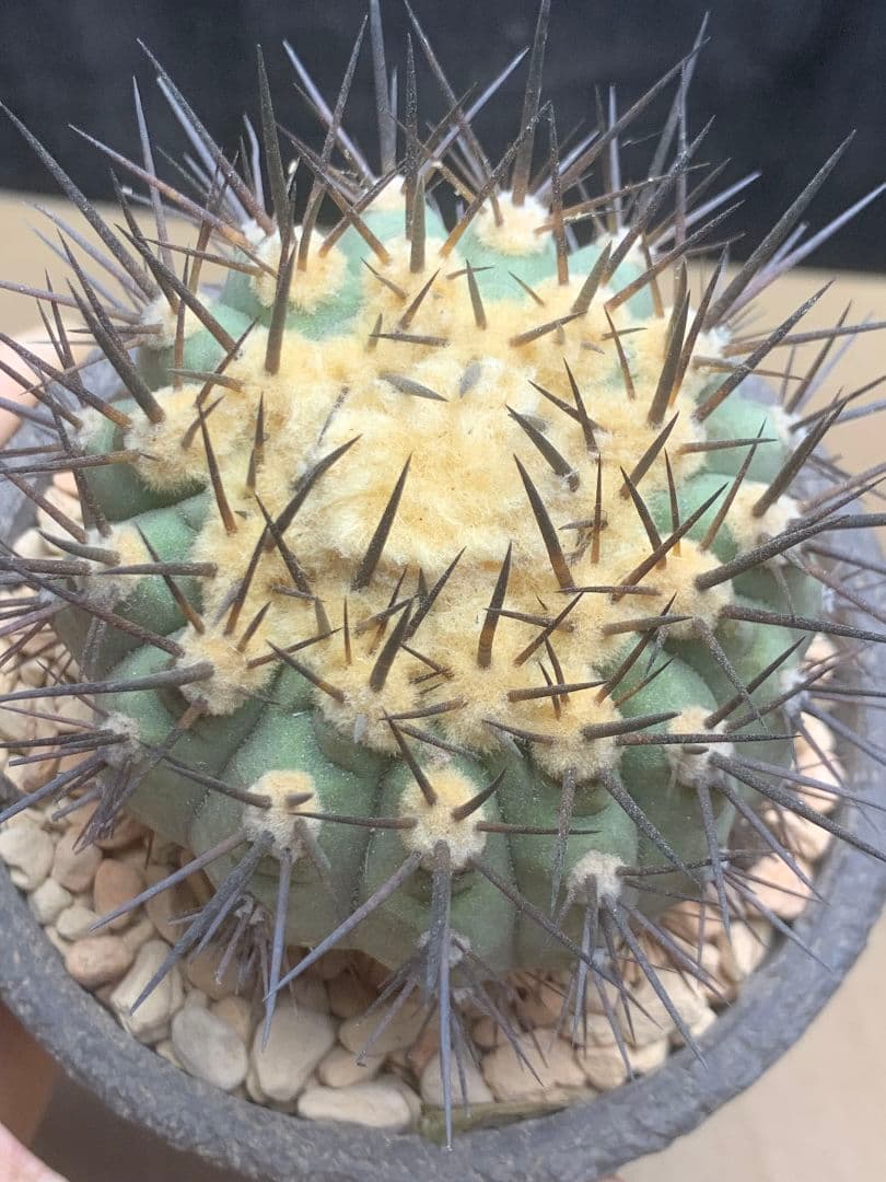 河*治様 Z236 コピアポア　コルムナアルバ　孤竜丸 棘も綺麗