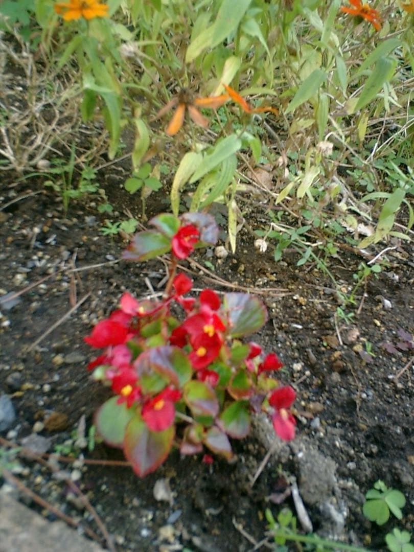 レトロ⭕️実写美【動作確認済】CASIO EXILIM EX-S1 シルバー