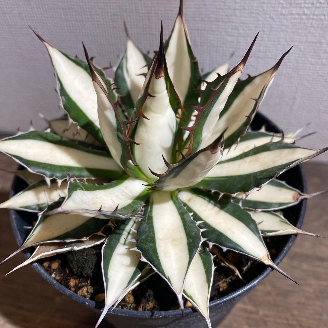 アガベ　ホリダ白中斑入　極上　初売り