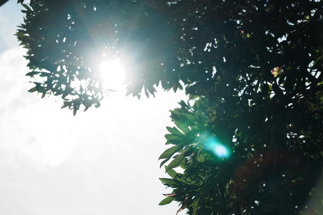 SONY SEL55210★自然な瞬間を切り取る望遠レンズ★運動会・スポーツに