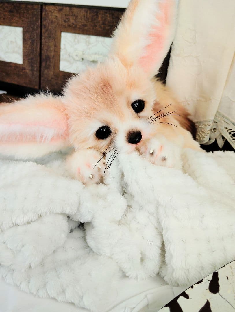 フェネックベビー♡赤ちゃん抱っこサイズ♡アートドール♡ぬいぐるみ♡