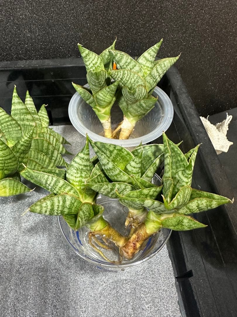 shooting-star様　注文品